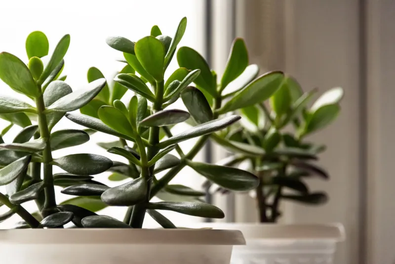 succulent houseplant crassula on the windowsill against the background of window