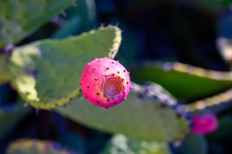 ripe fruits of opuntia ficus indica or prickly pear close up