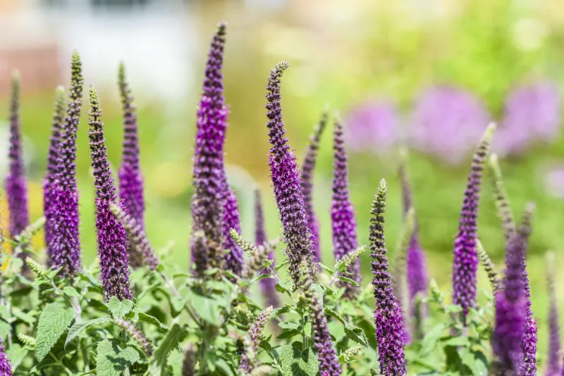 agastache mexicana flowers blooming in a beautiful purple color in the garden in summer