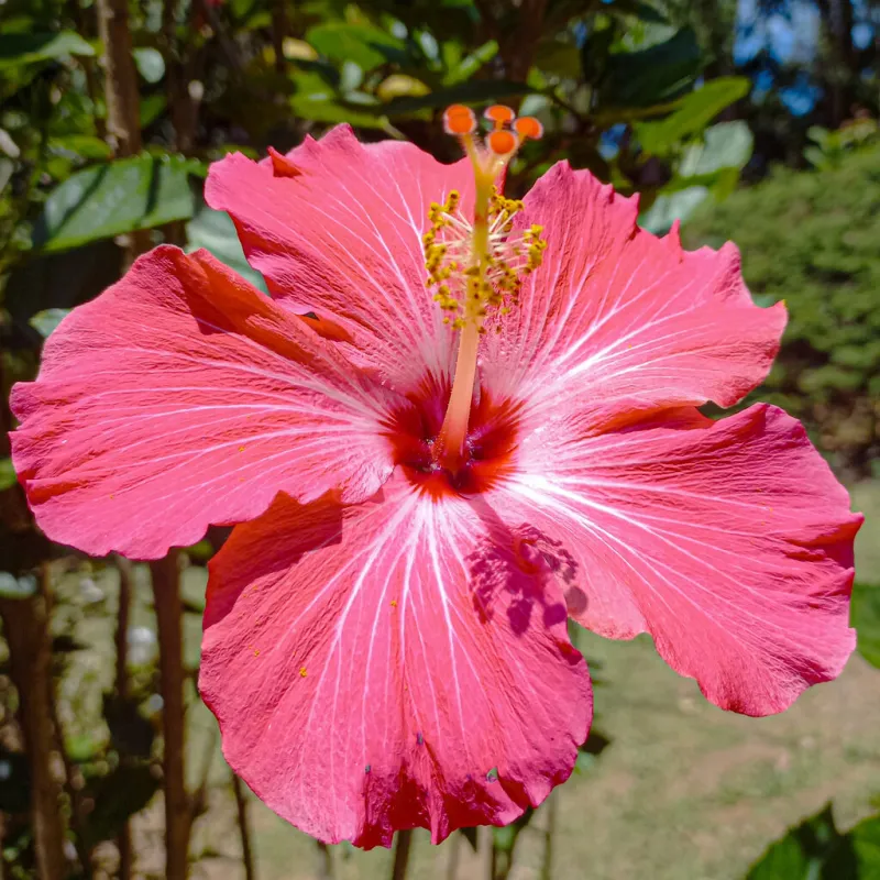 hibiscus is a genus of flowering plants in the mallow family, malvaceae