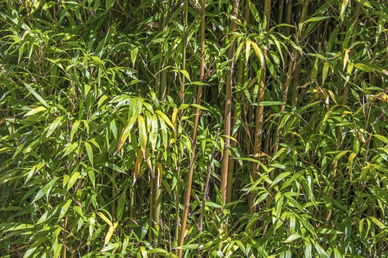 clump of bamboo close-up