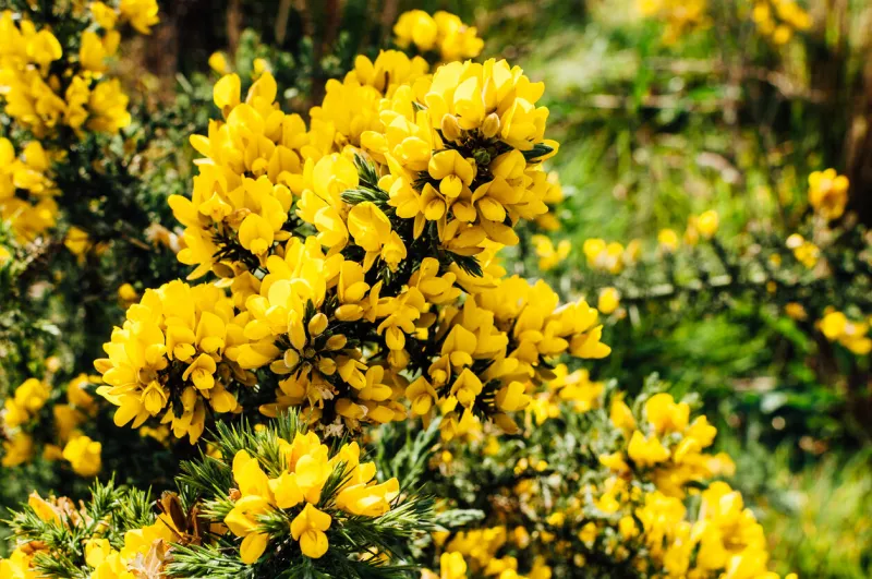 yellow gorse flowers on a bush, shallow depth of field captured in ireland