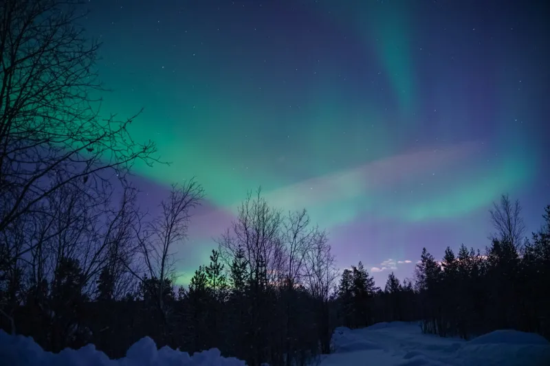northern lights (aurora) in the winter forest