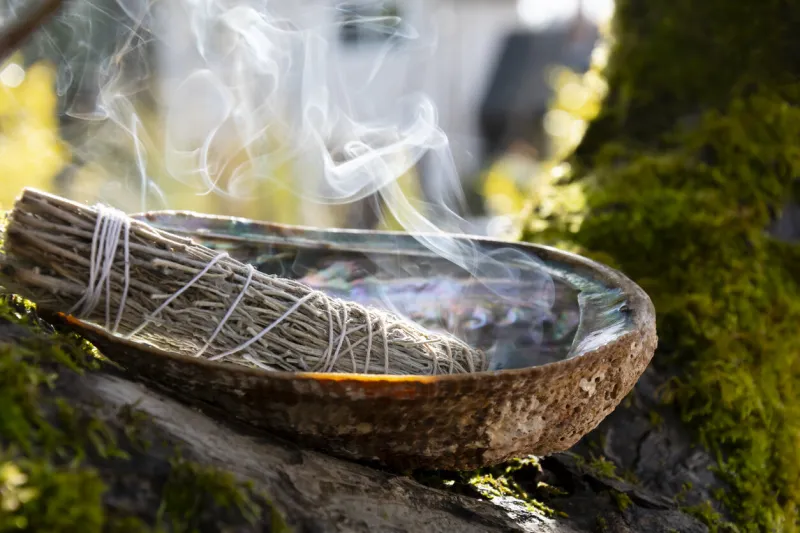 a close up image of a burning white sage smudge stick and abalone shell resting on a tree branch