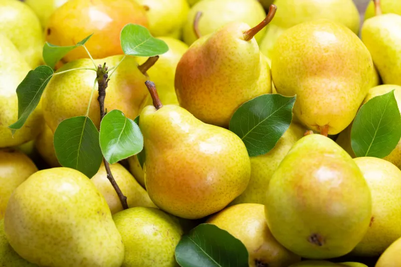 close up of fresh ripe pears as background