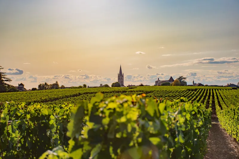 view of the cloché of saint-emilion from its vineyard