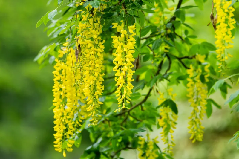laburnum anagyroides or the common laburnum also known as golden chain tree