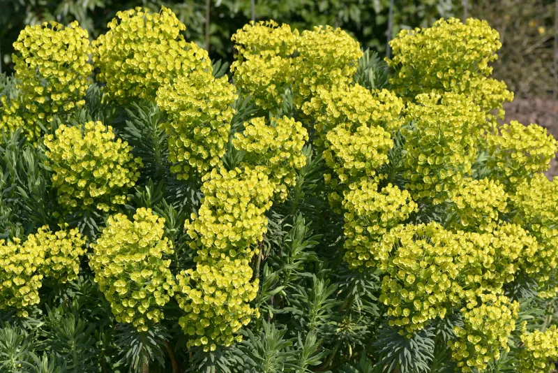 closeup of euphorbia characias in garden