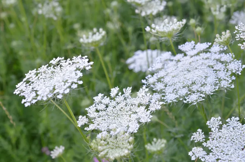 hemlock flower (conium maculatum), nature flower