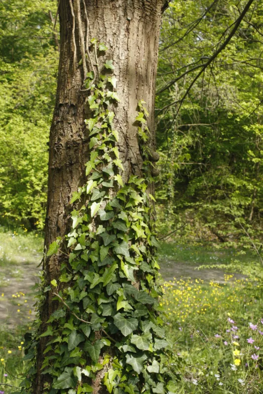 ivy covered tree trunk and beautiful forest scene
