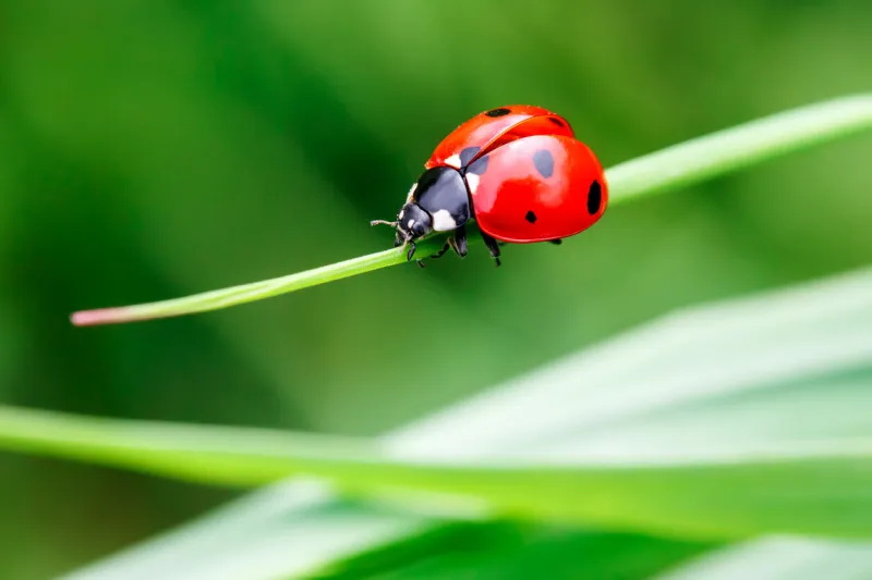 macro photo of ladybug in the green grass macro bugs and insects world nature in spring concept