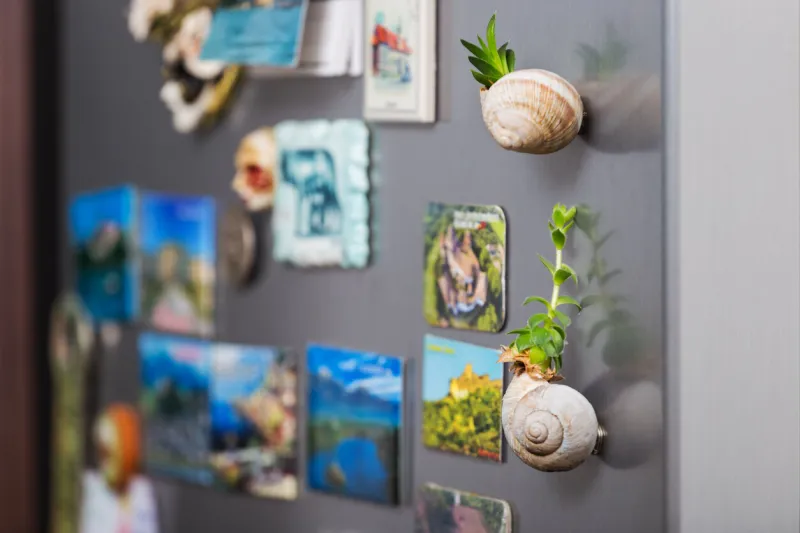 succulent plant in a snail shell as a mangnet on the fridge