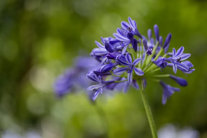 blue agapanthus or african lily of nile flower is blooming in summer season for ornamental garden concept