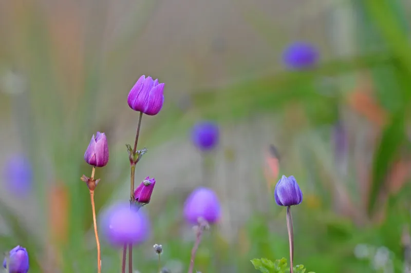 purple anemone flowers in nature in spring