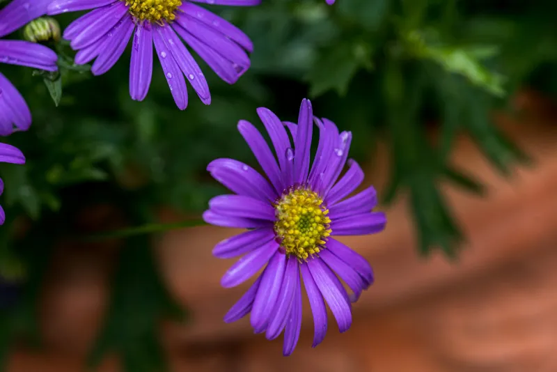brachyscome iberidifolia, the swan river daisy, is an annual herb found in western australia