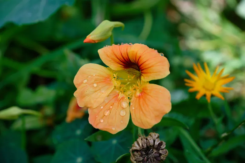 tropaeolum majus light orange flower of a garden nasturtium with water drops after a rain shower
