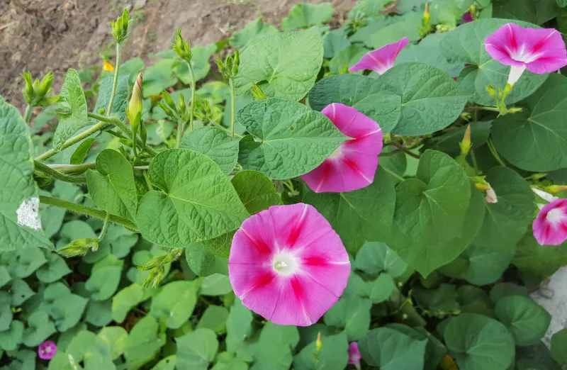 ipomoea purpurea pink flower, the purple, tall, or common morning glory, close up