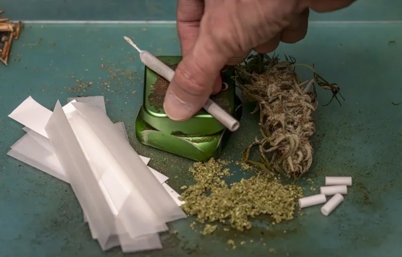 rolling white papers with green dry weed and joint with metallic grinder and hand