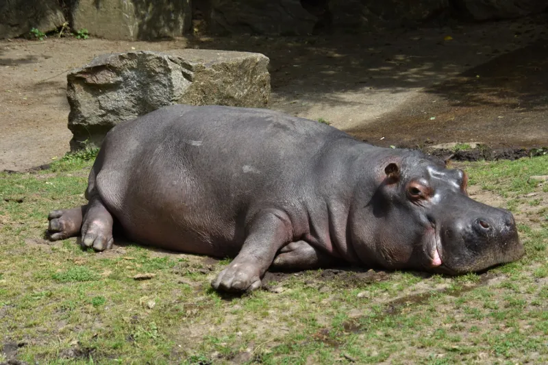 un hippopotame se reposant sur le sol