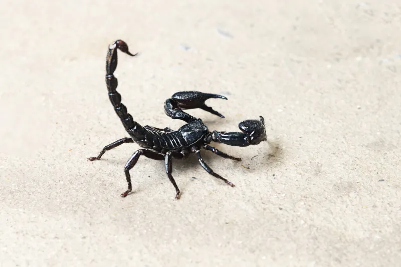 thailand, scorpion, scorpio, poisonous, white background