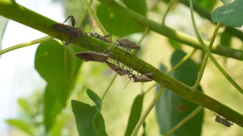 a group of pests commonly called bedbugs here attack rice plants so they fail to grow, their small brown forms are usually found a few days before harvest this is an enemy for farmers, especially in indonesia