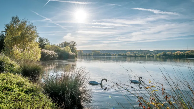 a flock of elegant swans gracefully gliding on a serene water surface, cergy, france