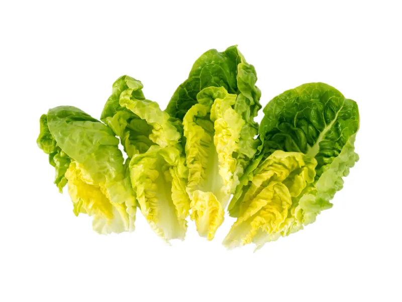 little gem lettuce salad baby leaves isolated on white