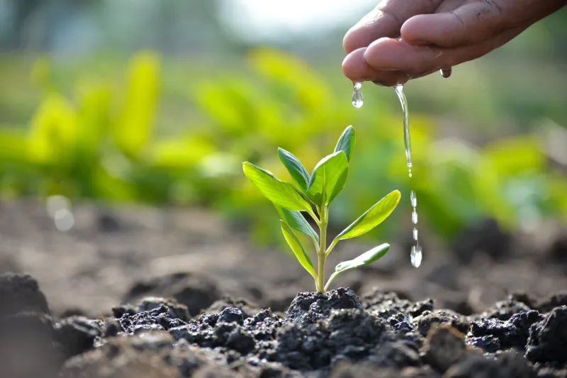 farmer's hand watering a young plant earth day concept