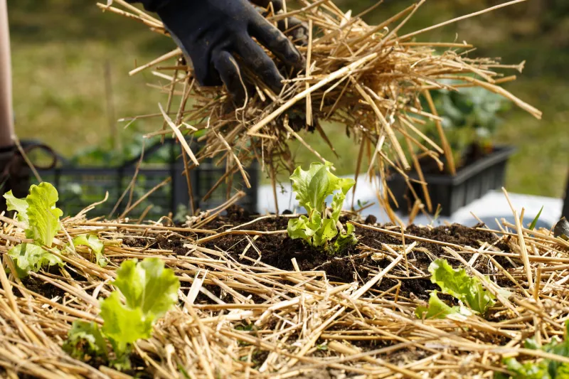 gardener planting seedlings in freshly ploughed garden beds and spreading straw mulch organic gardening, healthy food, nutrition and diet, self-supply and housework concept