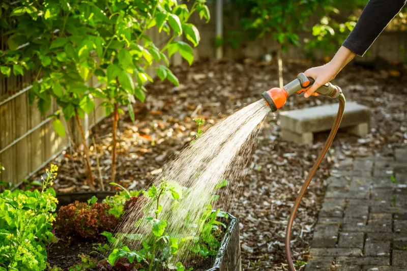 watering salad in raised bed in garden gardening in spring time