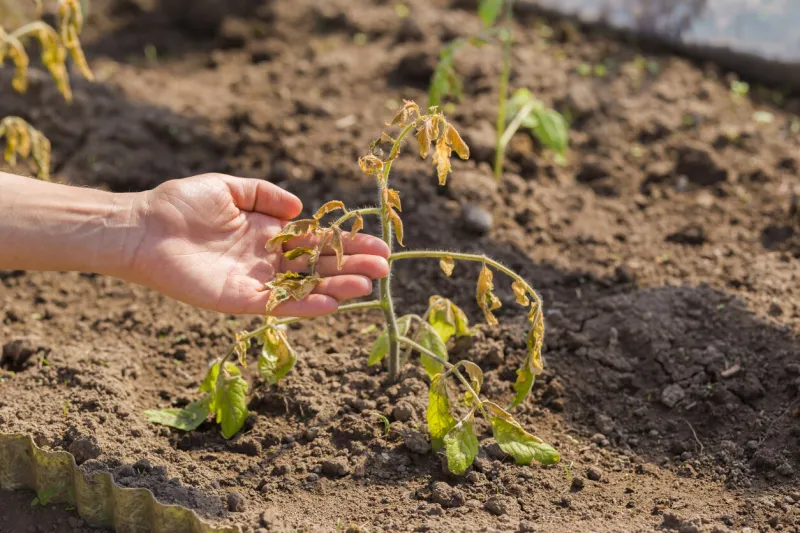 young adult woman hand showing damaged unprotected tomato plant after cold morning, day or night in greenhouse weather change effect result of careless closeup
