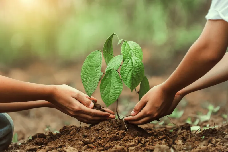 two people are planting a tree together concept of teamwork and cooperation as they work together to nurture the young plant the act of planting a tree symbolizes growth, renewal