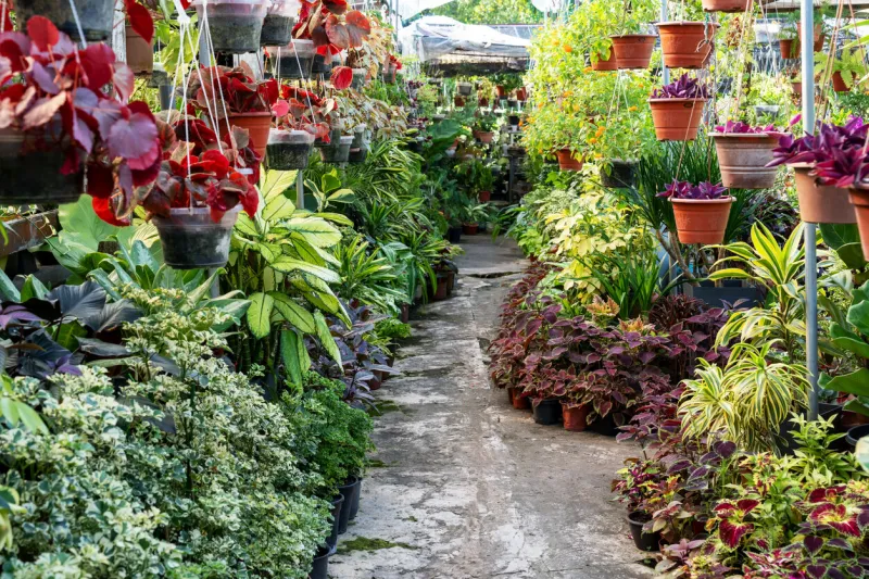 view of flower plant nursery with varieties of plants and flower