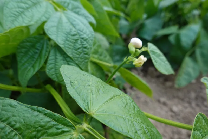 bean cultivation climbing bean bean flower, green beans in backyard garden at home