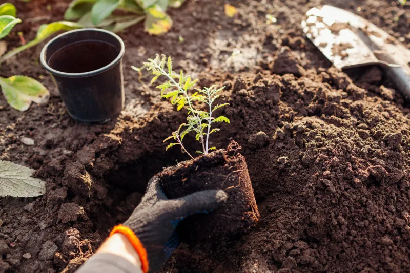 planting perovskia into soil gardener puts small seedling in hole dug out with shovel in fall garden transplanting for landscaping in autumn