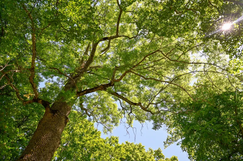 sunlight through leaves in a tall ash in medevi park 13 june