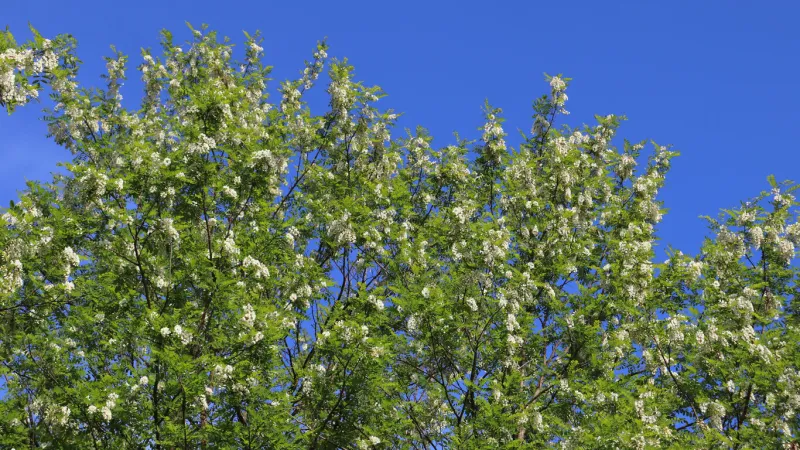 beautiful sweet scented flowers with lush green foliage and clear blue sky background