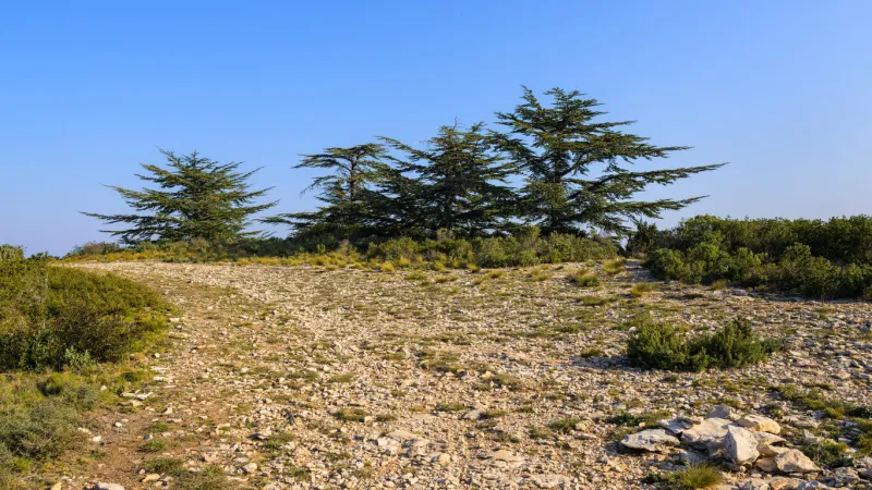 a group of cedar trees on a sunny day in the alpilles (provence, france)