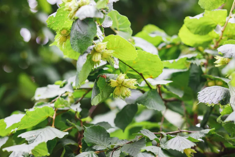 bush of hazel with nuts