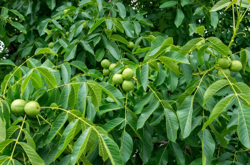green, unripe walnuts with natural background scientific name juglans regia