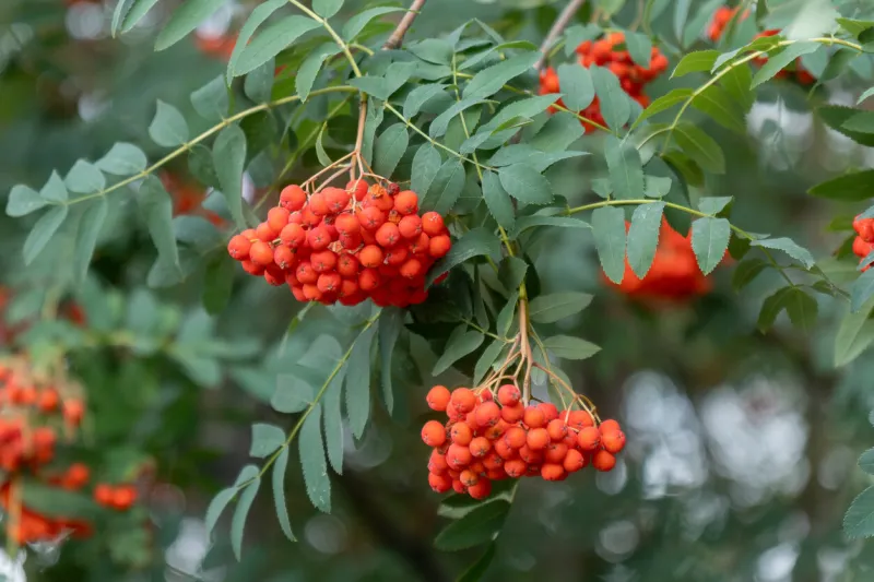 rowan branch with a bunch of red ripe berries selective focus