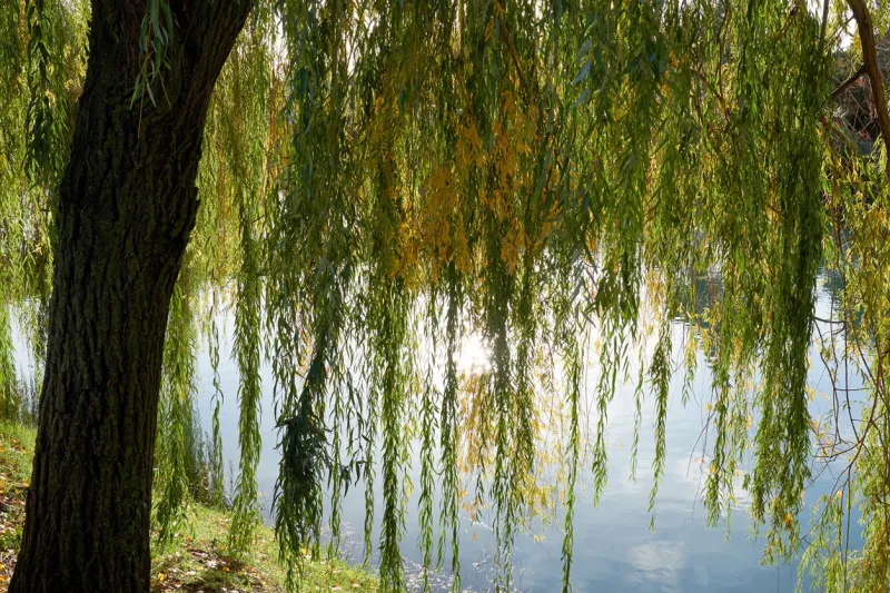 weeping willow with long green branches over the calm river water beauty nature backgrounds
