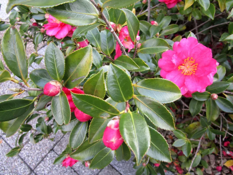 sasanqua is a species endemic to japan that belongs to the camellia family, and is popular as a flower that blooms in winter