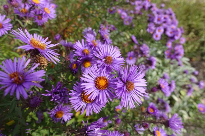 great number of purple flowers of new england aster in october