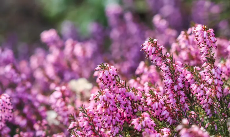 pink erica carnea flowers (winter heath) in the garden in early spring floral background, botanical concept