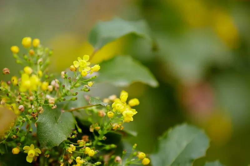 beautiful yellow spring flowers in park