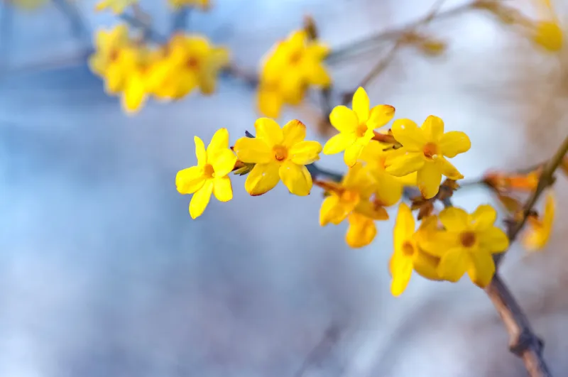 the yellow bloom of a winter jasmine bush