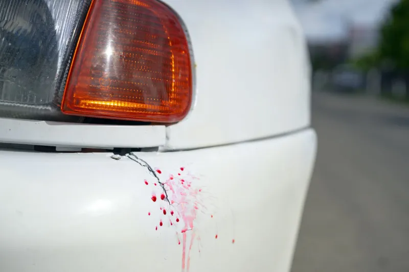 a crack and drops of blood on the front bumper of a white old car, representing a hit and run