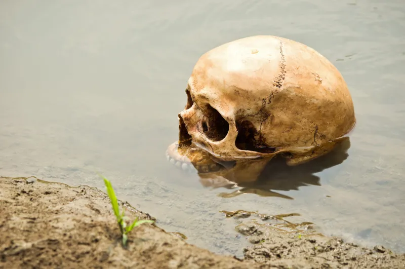 still life photography, skull at riverbank with growing grass in murder concept