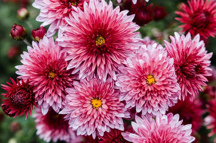 fresh bright chrysanthemums japanese, korean style background for a beautiful greeting card autumn flowers in the garden blooming pink chrysanthemums